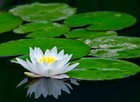 Picture for song 'Lotus' by artist 'Hopes and Dreams'
