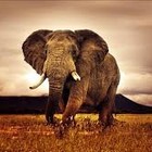 Picture for song '01_ARC7' by artist 'IAM ARNOLD WILLIAM'