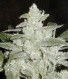 Picture for song 'White Widow (FREE MP3)' by artist 'Infekt (NL)'