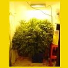 Picture for song '(feat. Manus Dei & Tp) - Ganxta Lovin' by artist 'Jay Why Z'