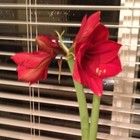 Picture for song 'Whole Lotta Lovin'.mp3' by artist 'Jimmy Saad'