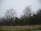 Picture for song 'Big Tree by the Big Trio' by artist 'JJ Pistols'