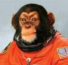 Picture for song 'At a Monkey's Wedding' by artist 'Joe D Lincoln and the Logs'