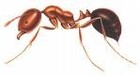 Picture for song 'Fire Ant (TV)' by artist 'John Czajkowski'