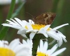 Picture for song 'Butterflies (The first recording)' by artist 'J The Wookiee H'