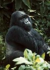 Picture for song 'Gorillas Get Lonely Too' by artist 'JUstLovebeatZ'