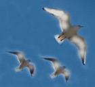 Picture for song 'Like a bird' by artist 'kannosuke'