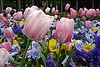 Picture for song 'String Quartet: A Suite of Seasons: Spring' by artist 'KE Peace (USA)'