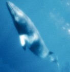 Picture for song 'Cetus (The Whale)' by artist 'Larry Ludwick'