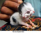 Picture for song 'Kittens and Chocolate' by artist 'leecassidy'