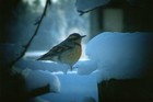 Picture for song 'Little Bird' by artist 'Li Gold'