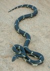 Picture for song 'Crawlin' Kingsnake' by artist 'Little Charlie'
