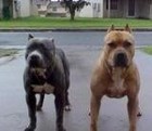 Picture for song 'MY DOGGS' by artist 'Lunatic Yeh'