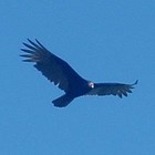 Picture for song 'Free' by artist 'Marc Halikas'