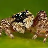 Picture for song 'Spider (feat. Countess Lekzee)' by artist 'This is MarcMyWordz'