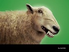 Picture for song 'A Wolf In Sheep's Clothing' by artist 'Mark Hawkins'