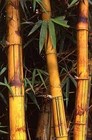 Picture for song 'The Longer Bamboo' by artist 'Masta Chilla'