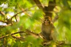 Picture for song 'Monkey Tree' by artist 'Melissa Kienow'