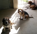 Picture for song 'HANGIN WIT DA DOGG POUND' by artist 'MG PRODUCTIONS INTERNATIONAL'