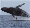 Picture for song 'Whale Song (with Steve Layman)' by artist 'Michael Duran'