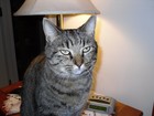 Picture for song 'Alley Cat' by artist 'Minerman'