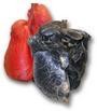 Picture for song 'lungs' by artist 'misplaced abroad'