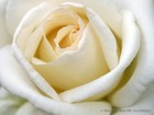 Picture for song 'LiKE A ROSE' by artist 'MiSZTARAii'
