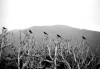 Picture for song 'Monochrome' by artist 'Morgothh'