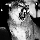 Picture for song 'Young Lion, Young Angel' by artist 'Mulla Beats'