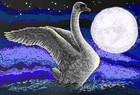 Picture for song 'The Lighthearted Swan' by artist 'Noah Cohn'