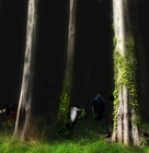 Picture for song 'The fear of the forest' by artist 'Ocero'