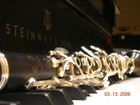 Picture for song 'Poulenc: Sonata: III. Allegro con fuoco' by artist 'Patricia Crispino'