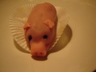 Picture for song 'naked meat' by artist 'plato's dog'