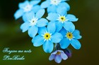 Picture for song 'Forget me nots' by artist 'Plaza7'