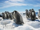 Picture for song 'penguin's pain' by artist 'praktikos'