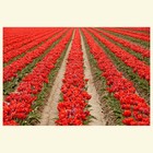 Picture for song '2 rows' by artist 'psychedelic meled'