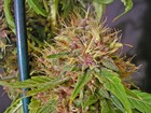Picture for song 'Why People* open colabo*' by artist 'Purple Kush Entertainment'