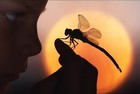 Picture for song 'Dragonfly (Street Type)' by artist 'PURPS BEATS'