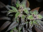 Picture for song 'GANJA' by artist 'Que Beats'