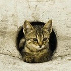 Picture for song 'P***y Hole' by artist 'qupidfolife'