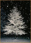 Picture for song 'Midnight : Cinderella's Christmas' by artist 'RAF21'