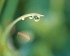 Picture for song 'Beautiful Dew' by artist 'rcdovai'