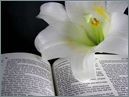 Picture for song 'Consider The Lillies' by artist 'Reflections Of Bluegrass'