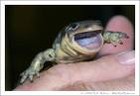 Picture for song '#67- Salamander Sue (1985)' by artist 'Rob Lincoln'