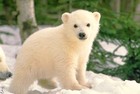 Picture for song 'ARCTIC BLAST' by artist 'SEAN CHRIST'