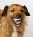 Picture for song 'Don't Let Go' by artist 'Second-Hand Mutt'
