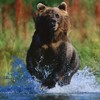 Picture for song 'We'll Always Be Free' by artist 'Shepherd Songs'