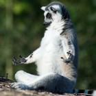 Picture for song 'The Warbringer' by artist 'Shred Astaire'