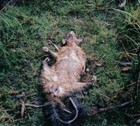 Picture for song 'layed back possum' by artist 'SLIMBUDDHA RECORDS'