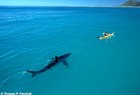 Picture for song 'Kayak -Free DL!- NEW R&B HIT!!' by artist 'SparkzBeats'
